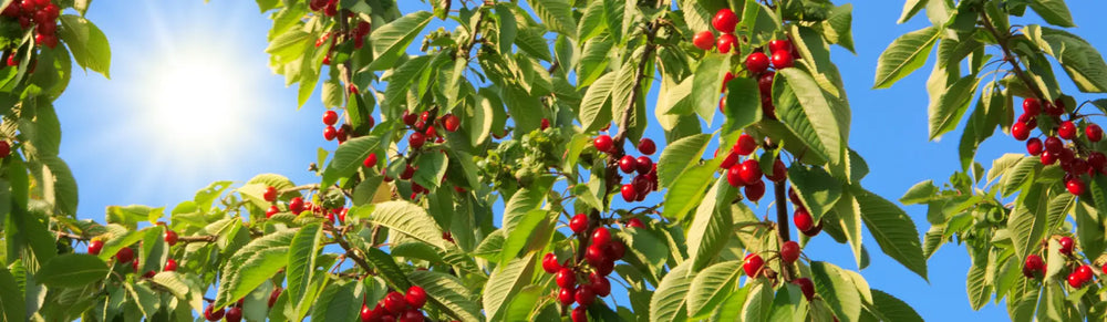 Cooperativas de Cerezas Montaña Alicante Intercomarcal