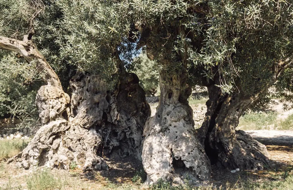 Castell de la Costurera