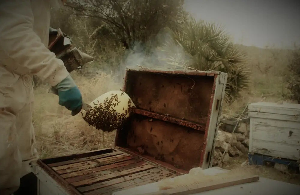 L'Abella Mel Natural