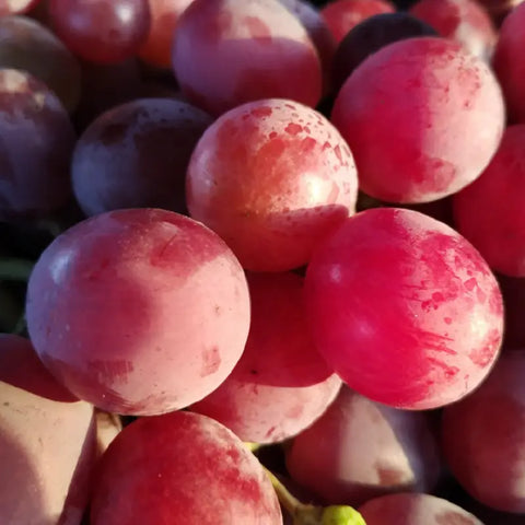 Uva de mesa roja embolsada producción Ecológica del Vinalopó 5 Kg