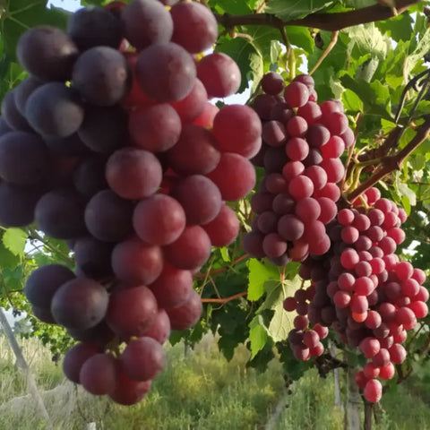 Uva de mesa roja sin pepita o semilla producción Ecológica del Vinalopó 5 Kg