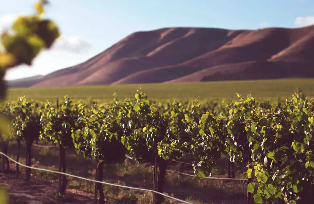 Bodega Sierra de Cabreras