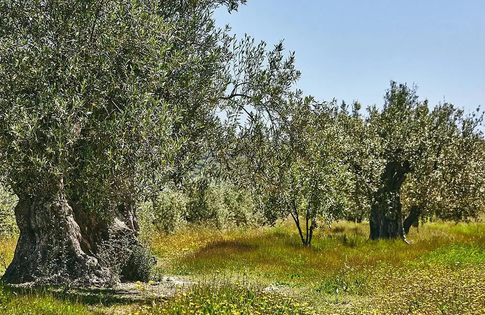 El Olivista - Coop. Planes