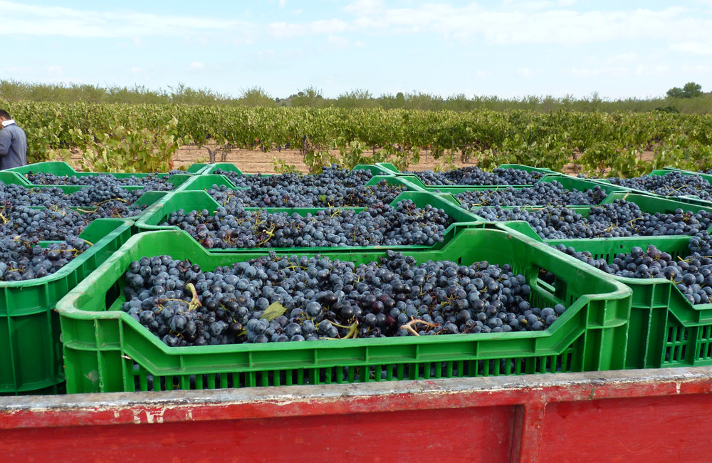 Bodega Martán Wines