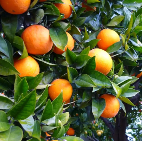 Caja CÍTRICOS PAREJAS: naranjas (10 Kg) y mandarinas (3 Kg) ecológicas de l'horta de Ximo