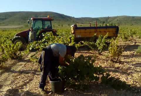 VISITA A VIÑEDOS DURANTE VENDIMIA, BODEGA Y CATA en Bodega Virtudes