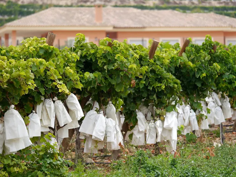 Uva embolsada del Vinalopó - Montecid