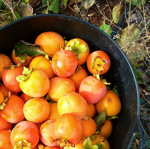 Caja lote de Naranjas (5Kg) , Mandarinas (5 Kg) y Caquis (5 Kg) Ecológicos de l'horta de Ximo